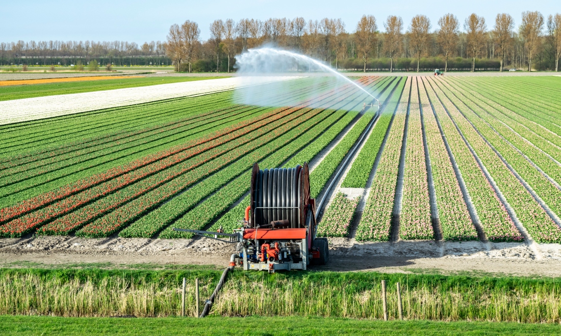 Farm in the Netherlands