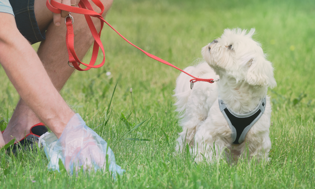 Pet owner picking up dog poo in a park