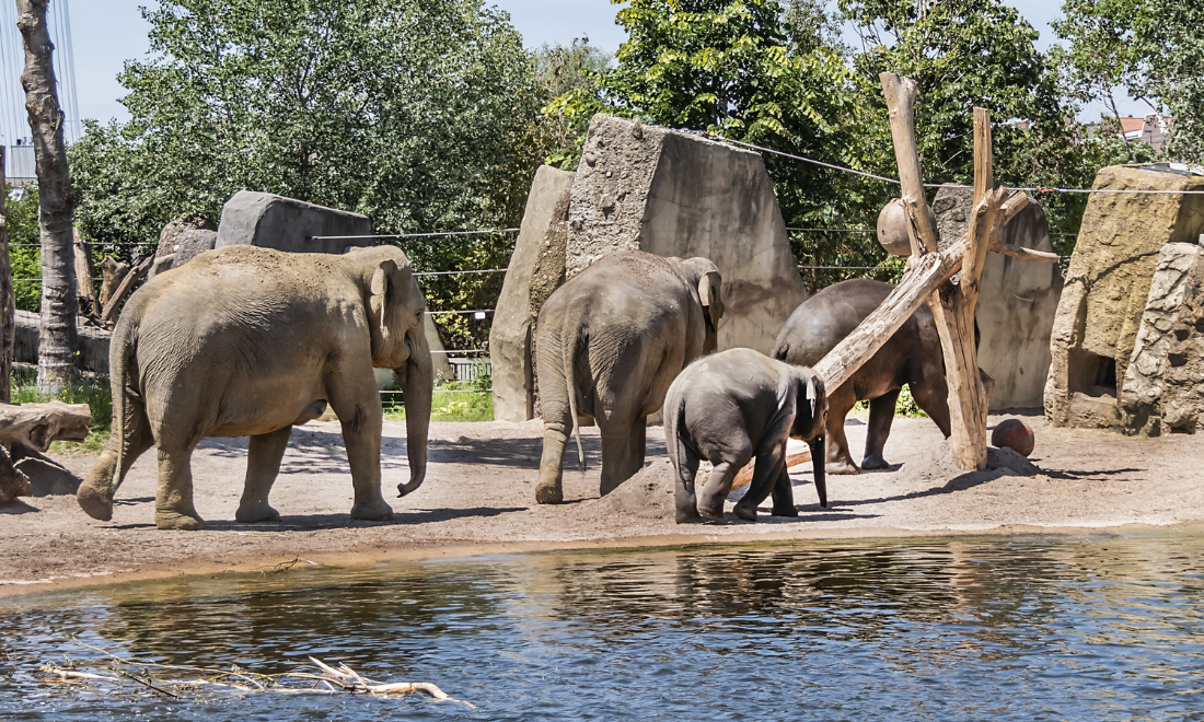 Elephant enclosure at Artis zoo in Amsterdam, the Netherlands