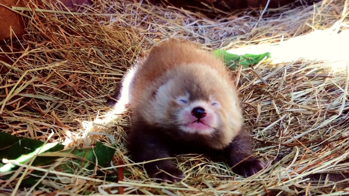 Baby red panda zoo the Netherlands