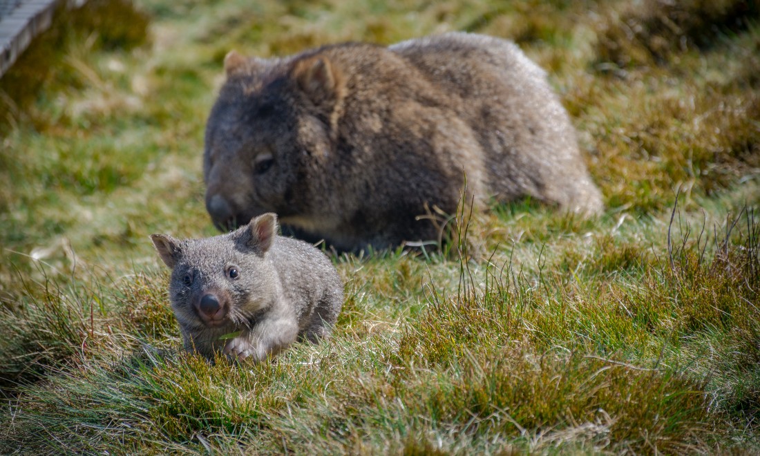 A young wombat (joey) and its mother