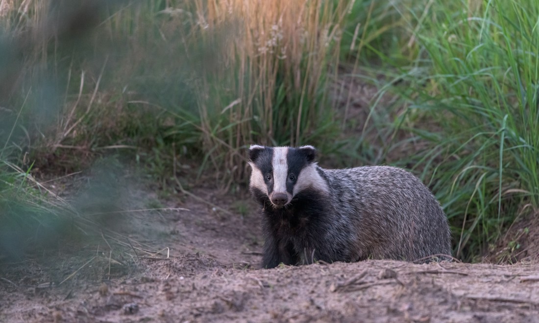 A badger in Drenthe, the Netherlands