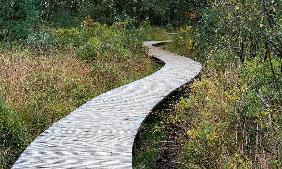 walking path in nature in Drenthe