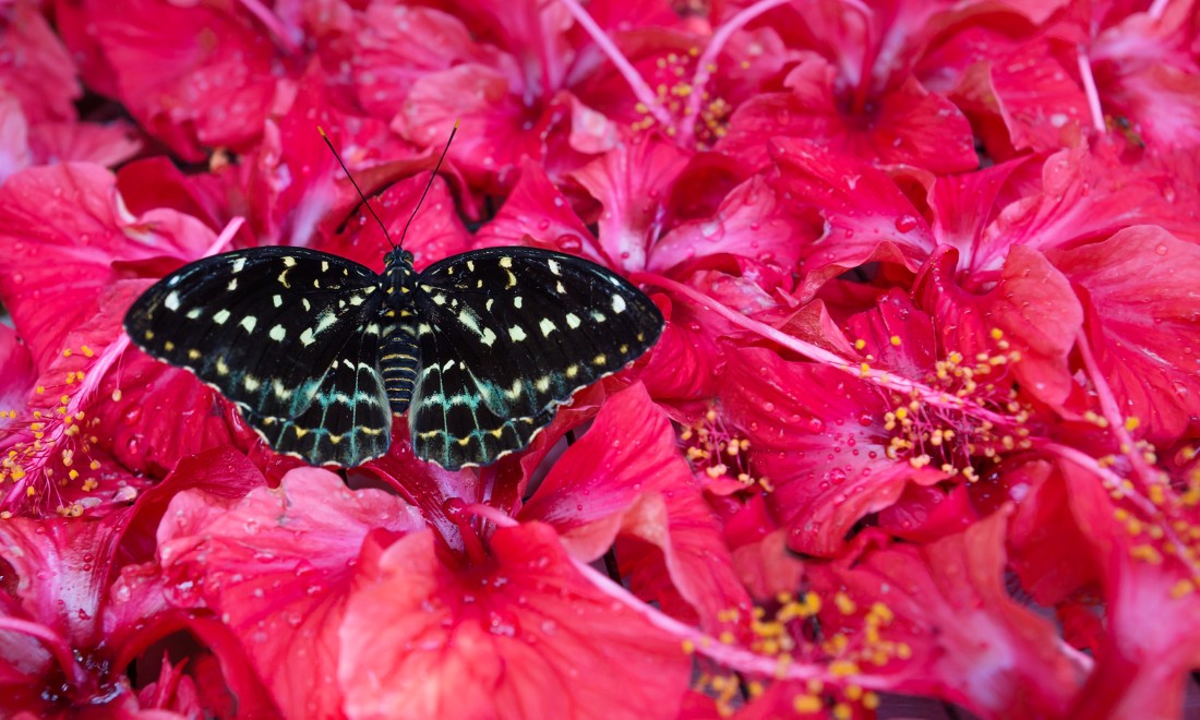 Black butterfly on pink flowers