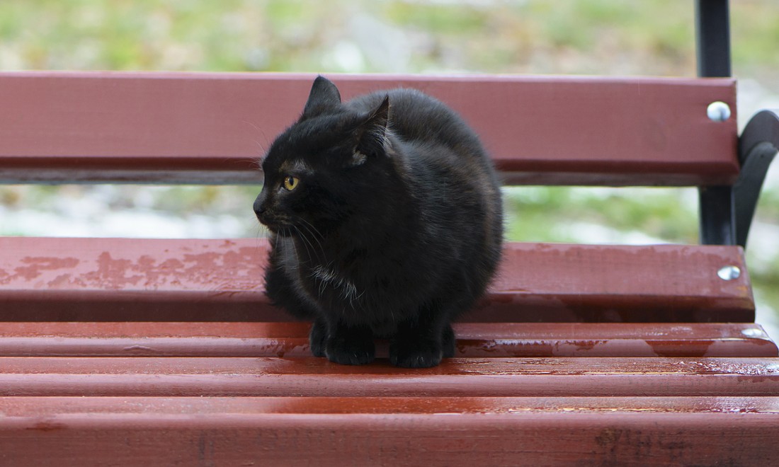 Black cat outside on bench