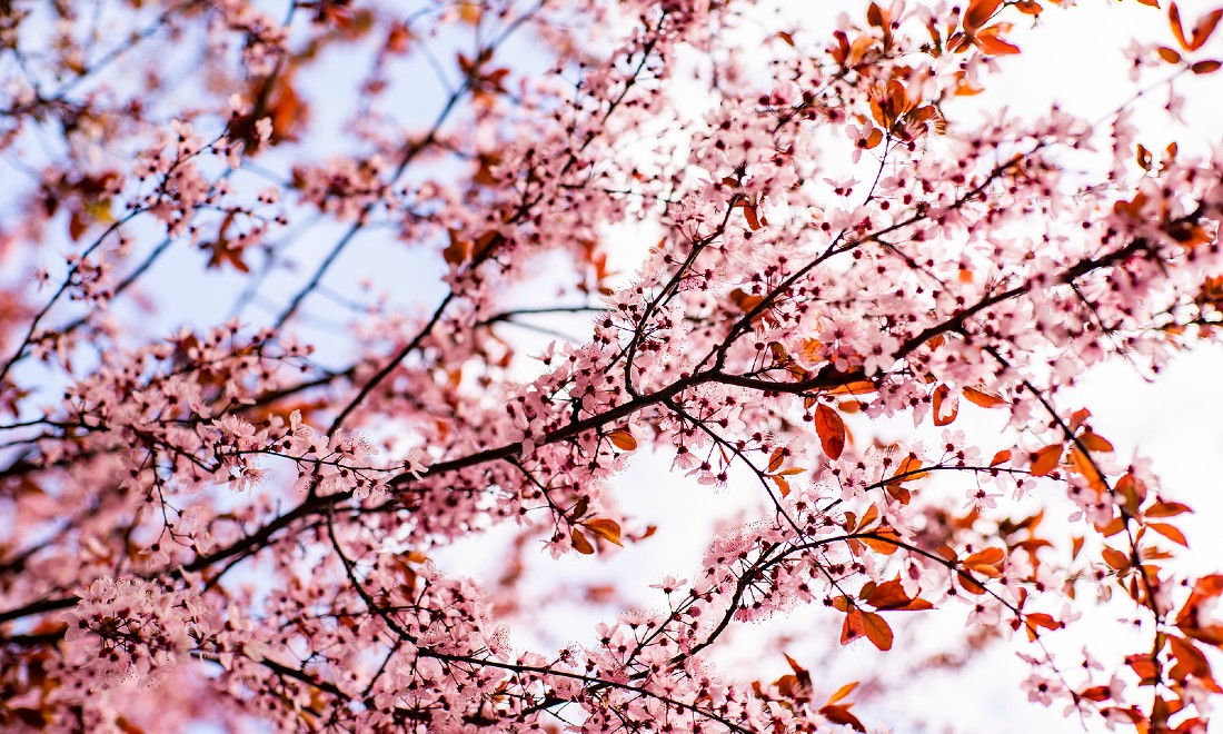 Best places and cities in Europe to see cherry blossom