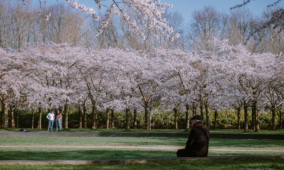 Get outside and enjoy cherry blossom season in the Netherlands - Main image / Thumbnail (1100 x 660)