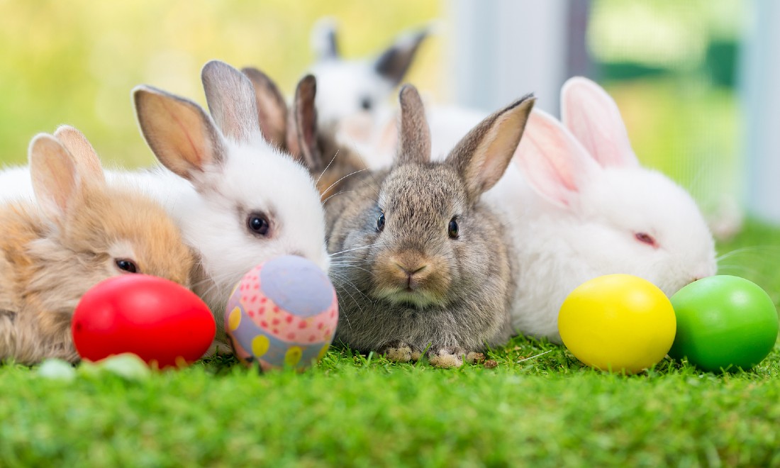 Bunnies and coloured eggs - easter in the netherlands