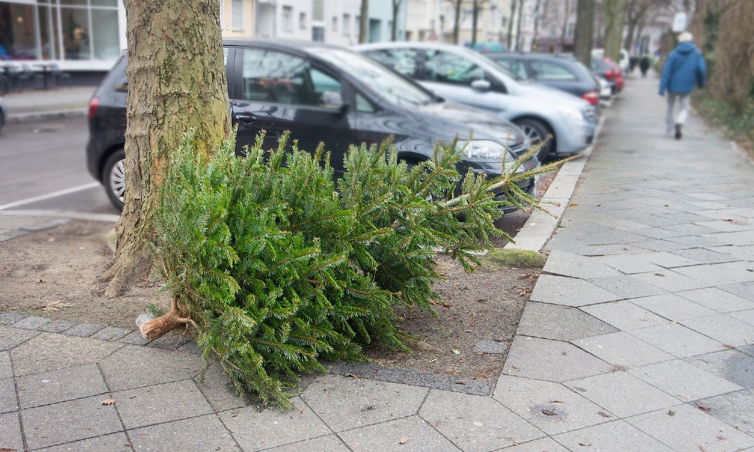 Christmas tree disposal the Netherlands