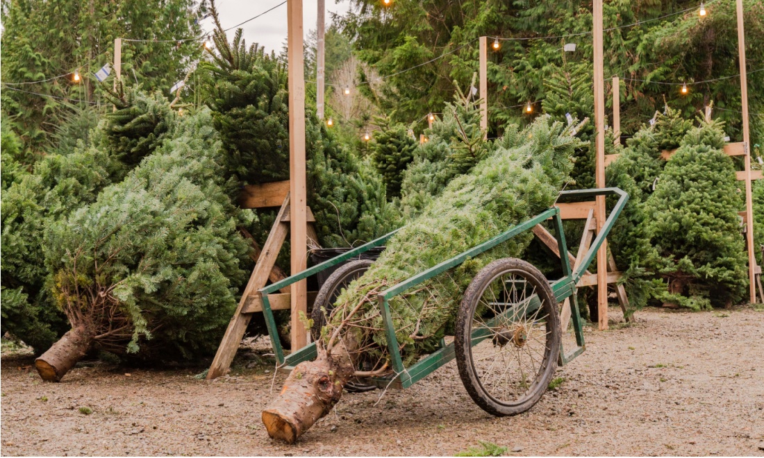 Christmas tree vendor - Have your Christmas tree delivered to your doorstep by christmastree.nl