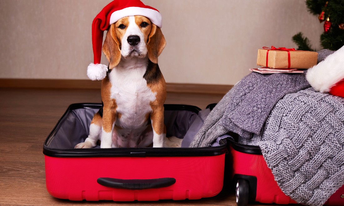 beagle in suitcase with christmas hat