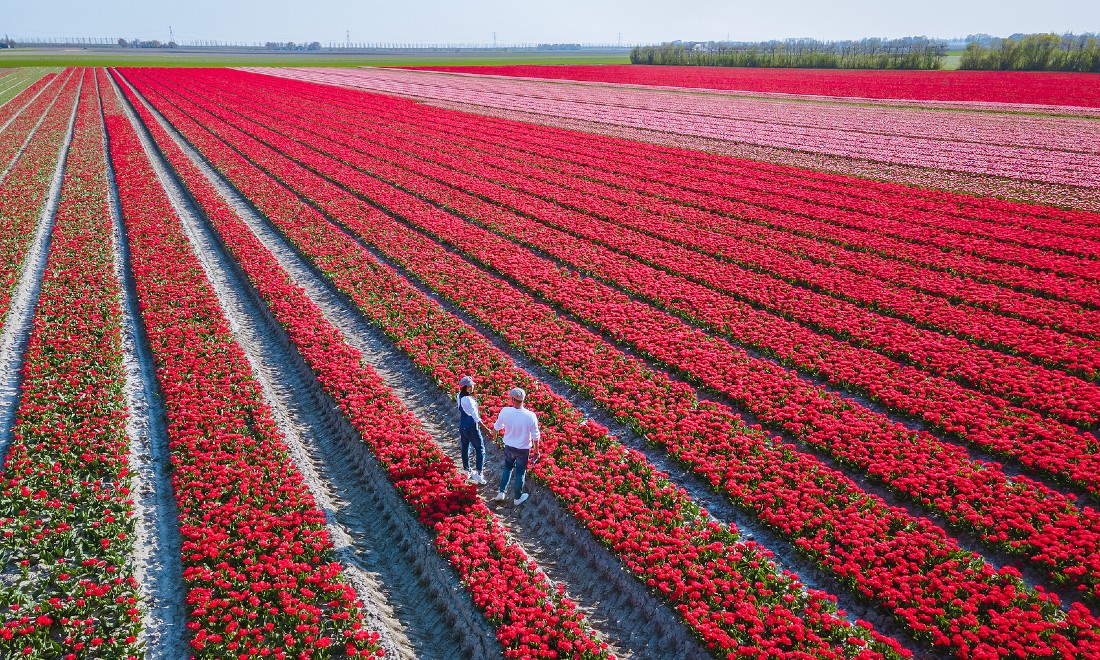 Couple tulip field flowers the Netherlands