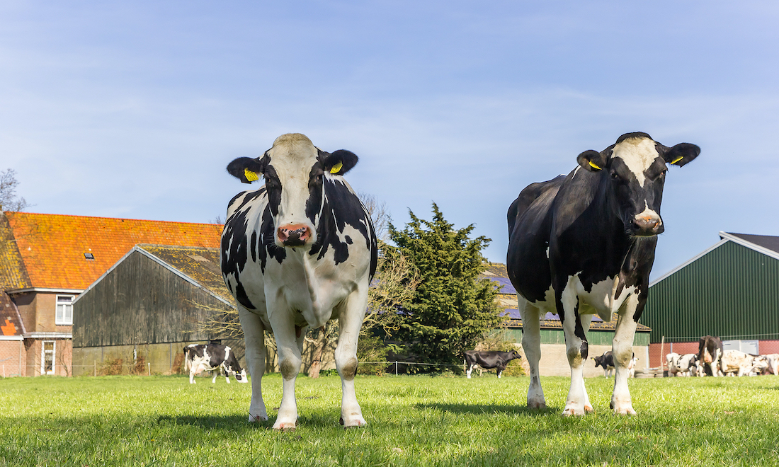 Cows on a farm in the Netherlands