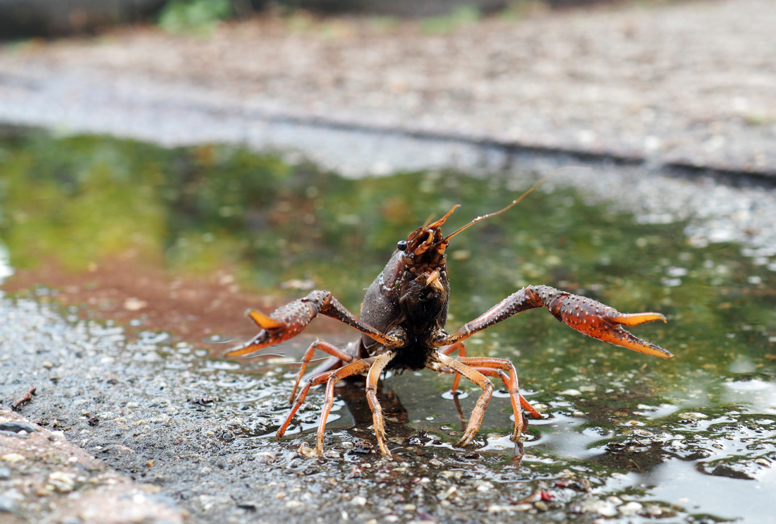 Crayfish on the pavement of a town in the Netherlands