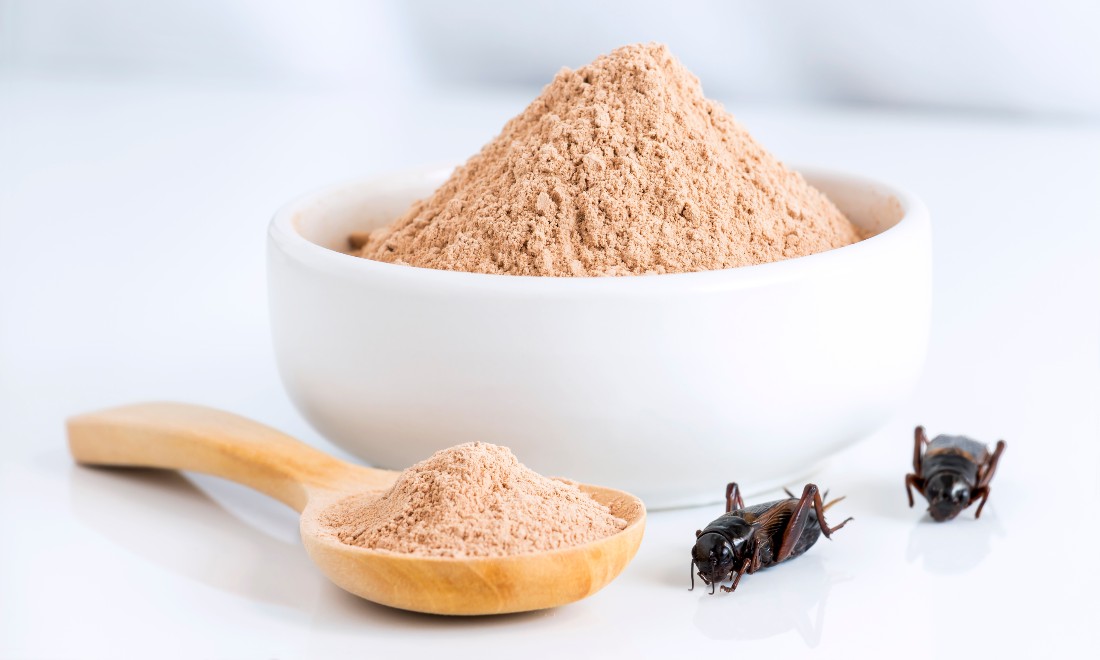 Cricket powder food supermarkets EU law