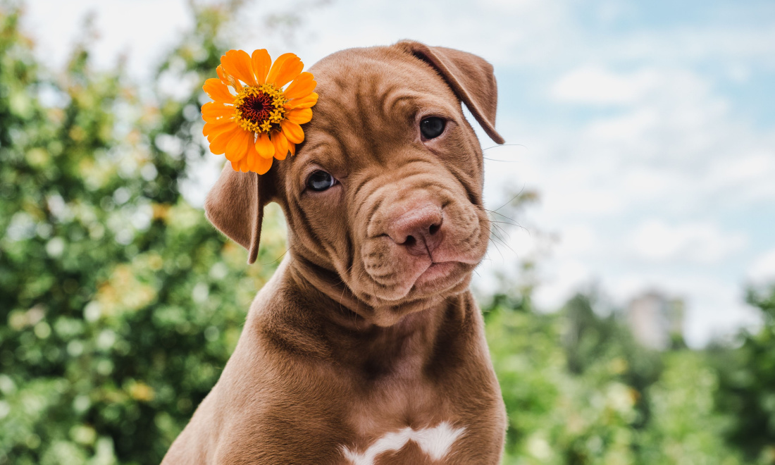 Dog names in the Netherlands