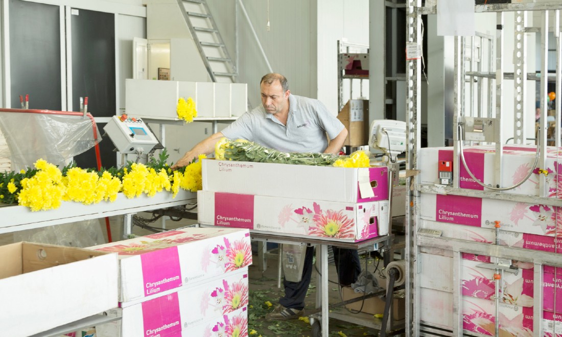 Worker packing flowers at De Kwakel in the Netherlands