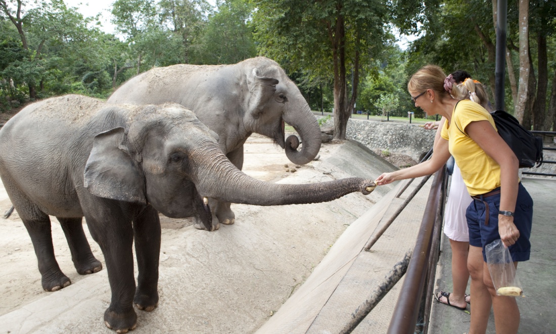 Elephant TU Delft