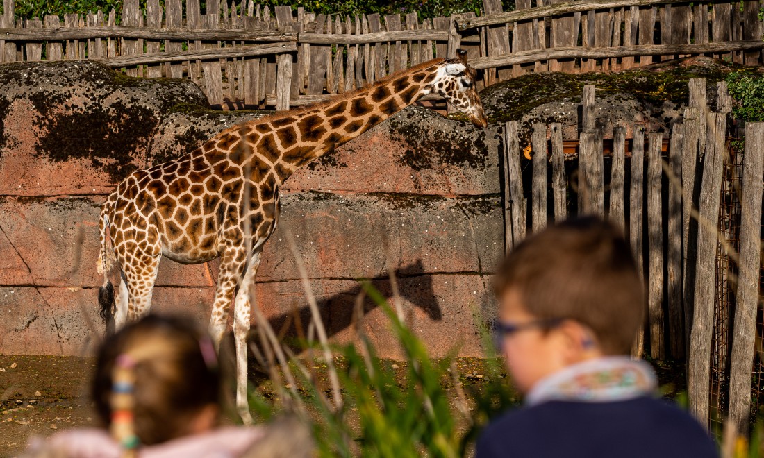 Giraffe at GaiaZOO animal park in Kerkrade, the Netherlands