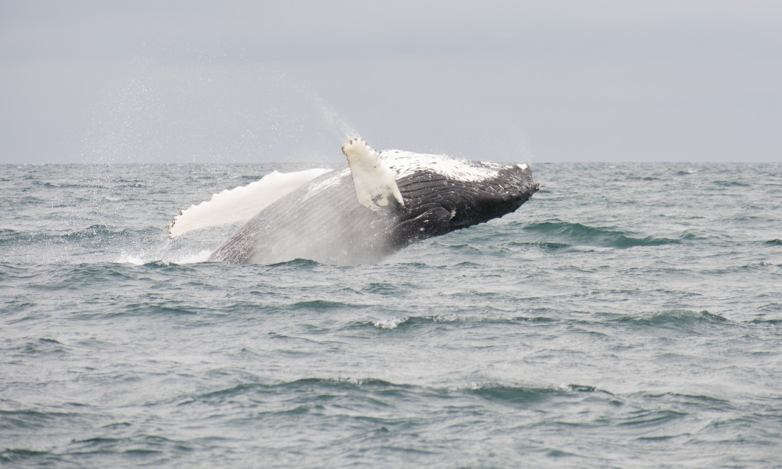 Humpback whale sighting photo Scheveningen Kijkduin 2023 the Netherlands