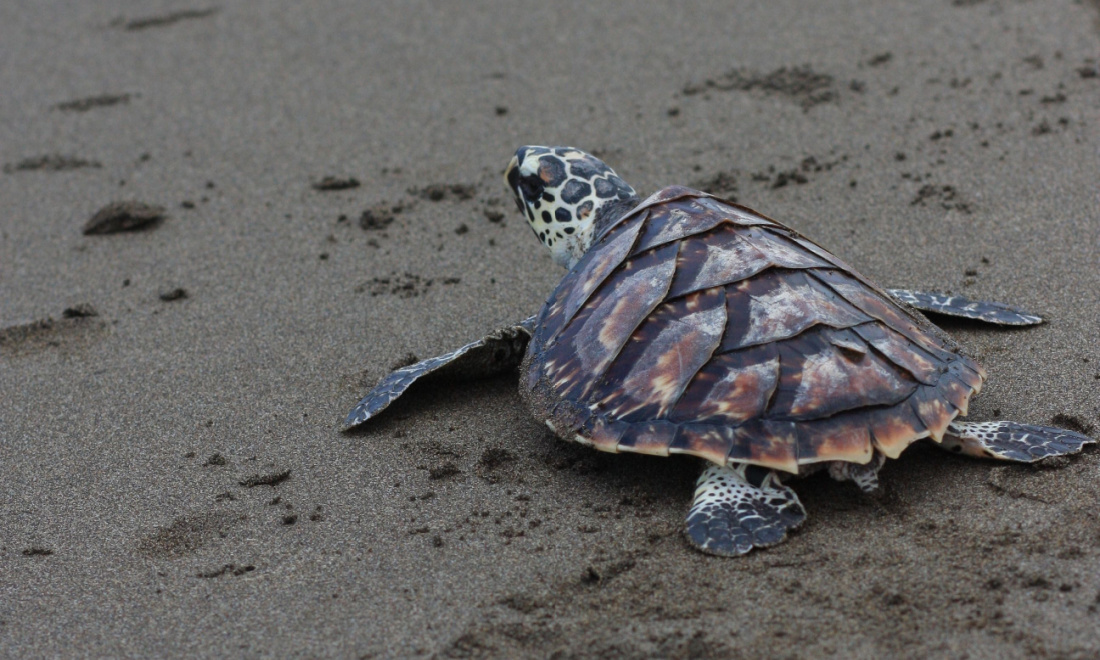 kemps ridley sea turtle