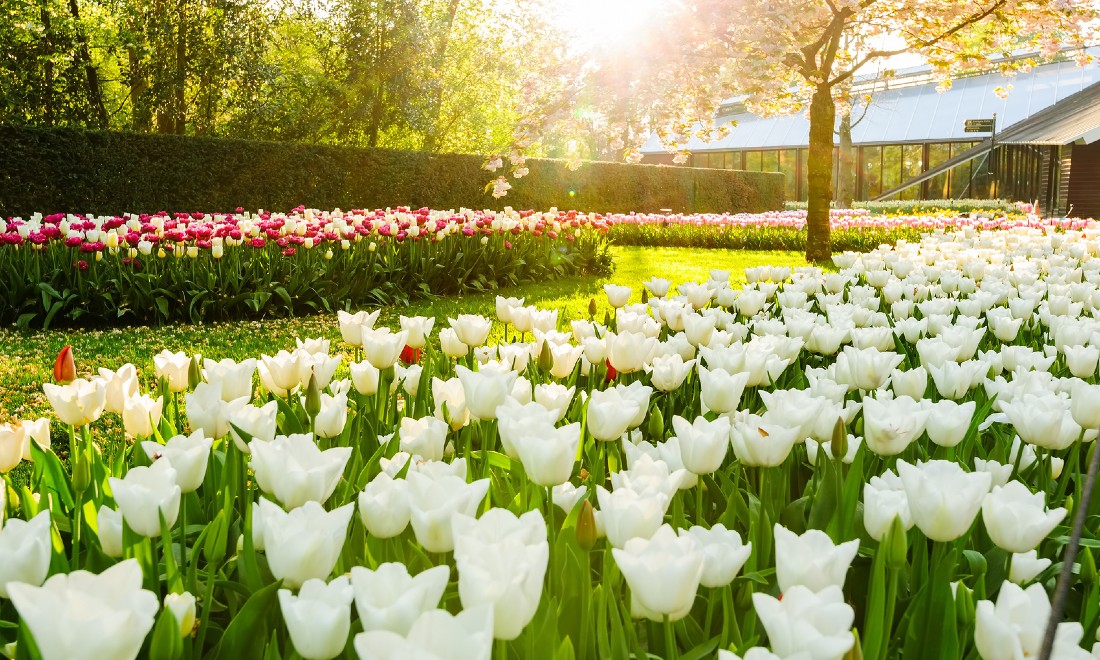 white tulips Keukenhof Lisse Netherlands