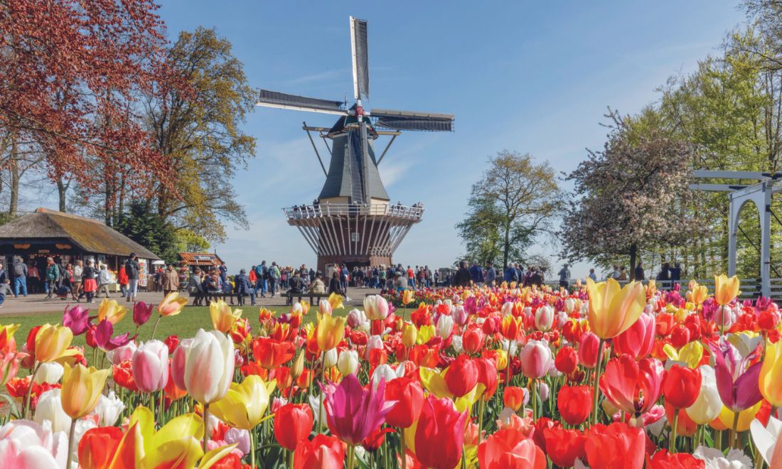 Hop on Hop off visits to the Keukenhoff during tulip season