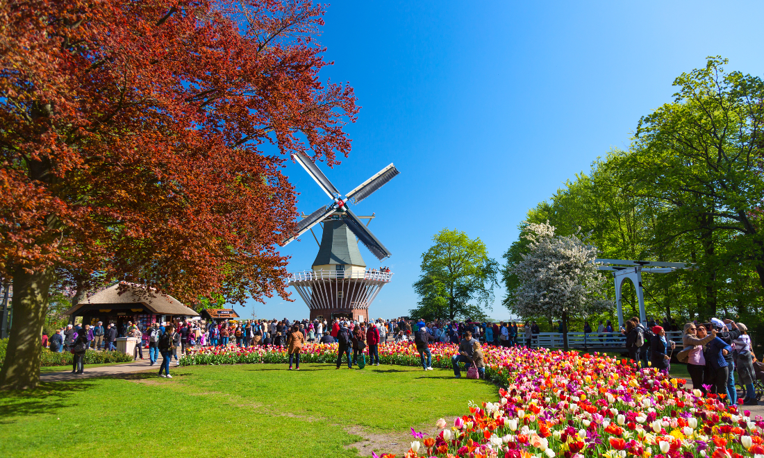 Windmill in Keukenhof tulip gardens Holland 