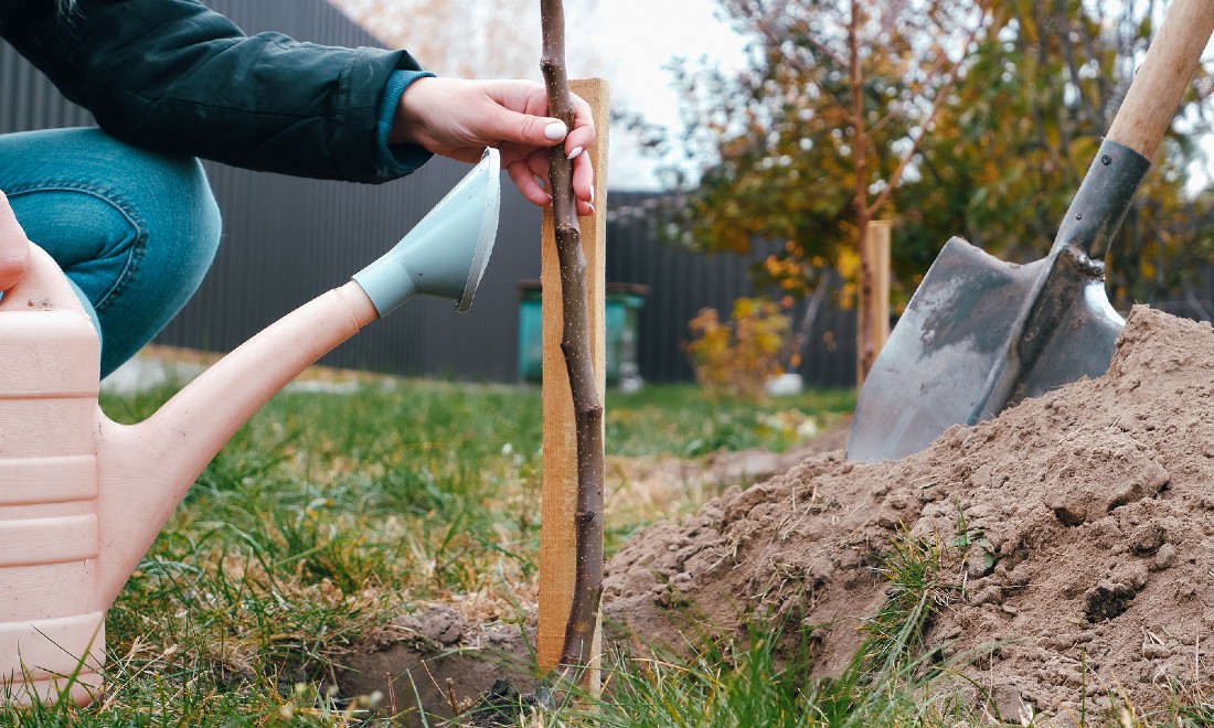 Meer Bomen Nu planting free trees the Netherlands