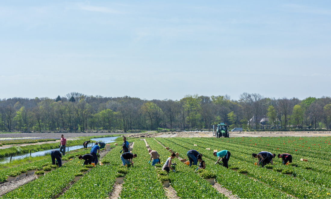 Farm workers in field in the Netherlands