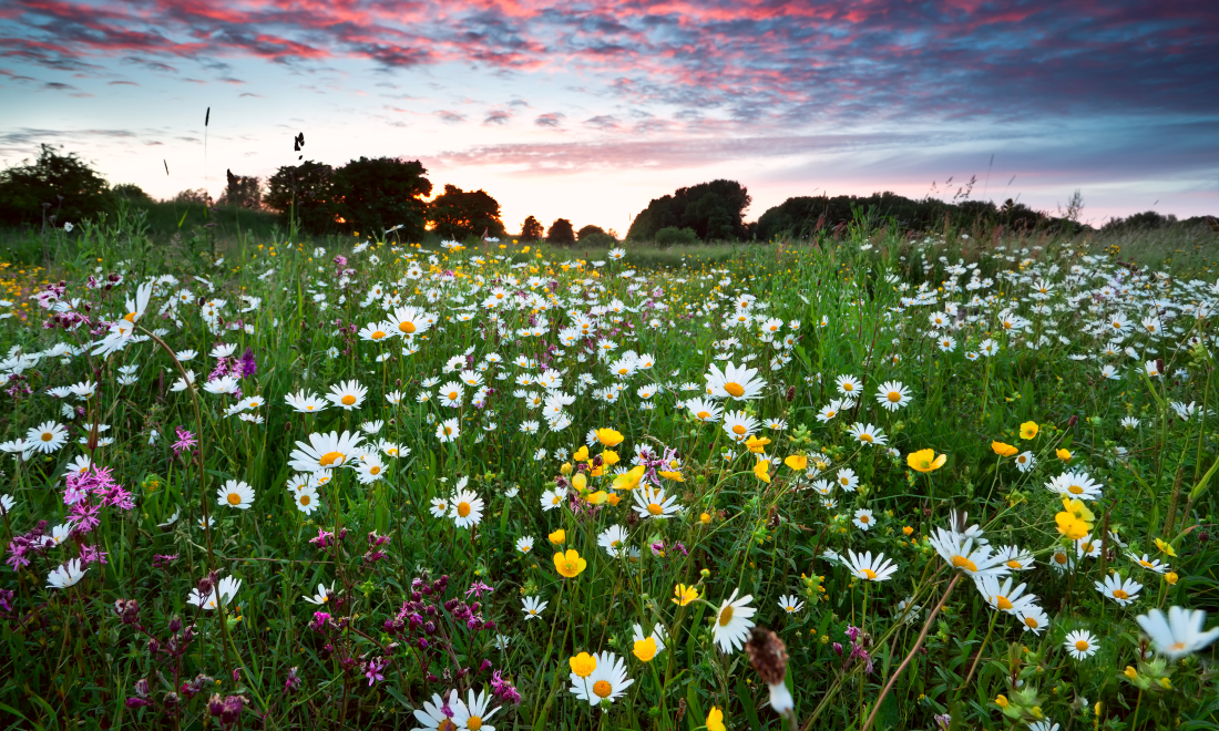 Field of wildflowers in the Netherlands