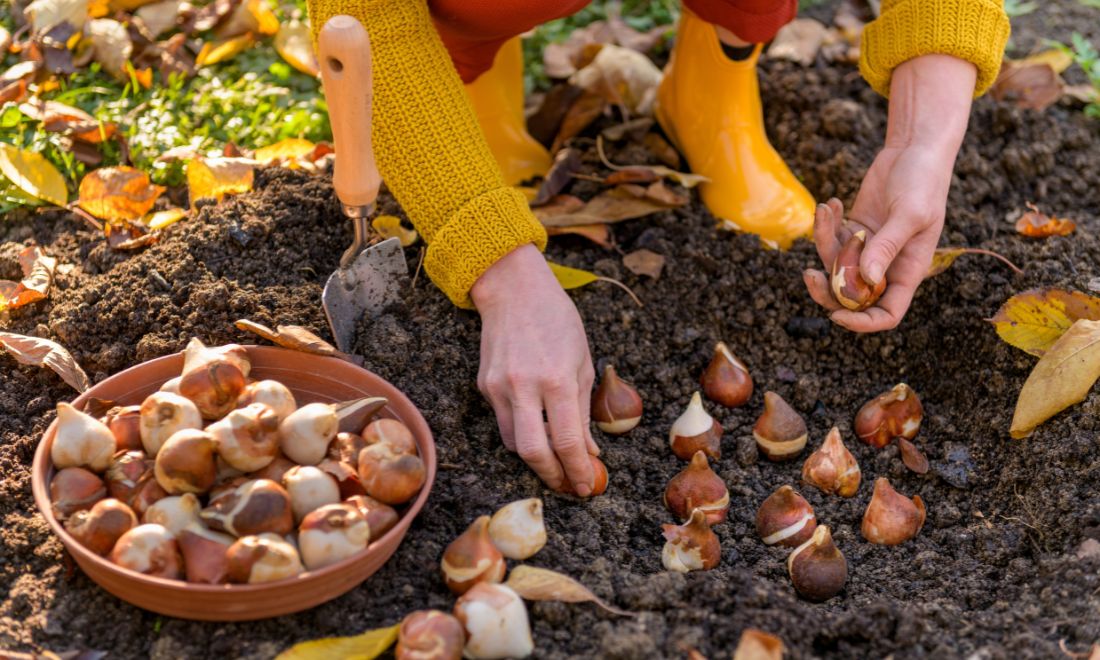 tulip bulbs national flower bulb market