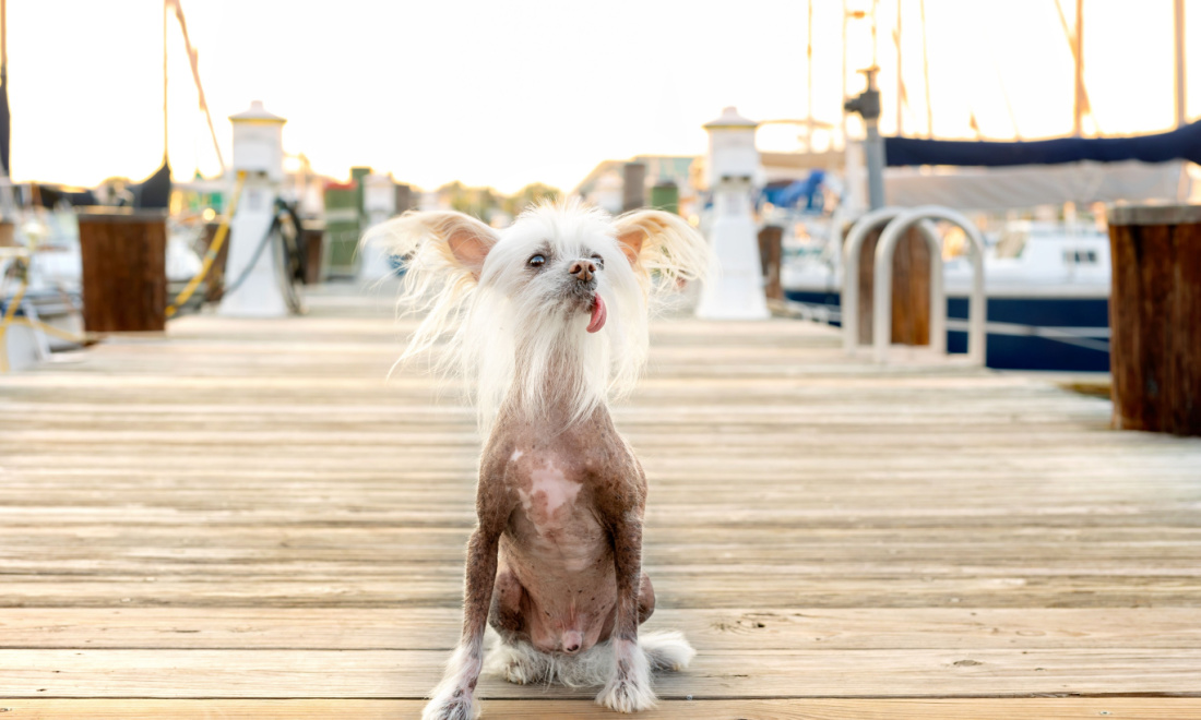 Chinese Crested dog in the Netherlands