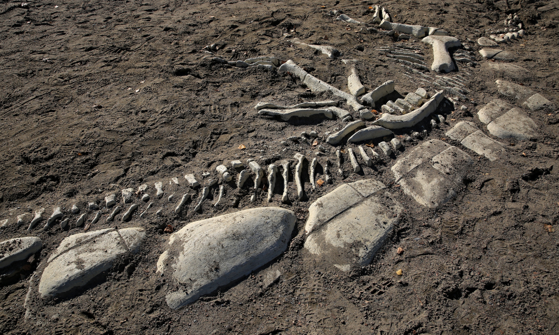 Dinosaur bones at archaeological site