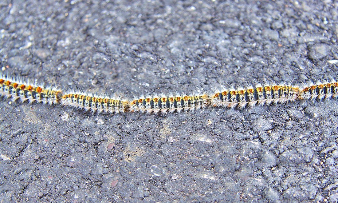 Oak processionary caterpillars