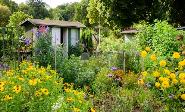 Volkstuinen: The allotments of the Netherlands - Main image / Thumbnail (1100 x 660)