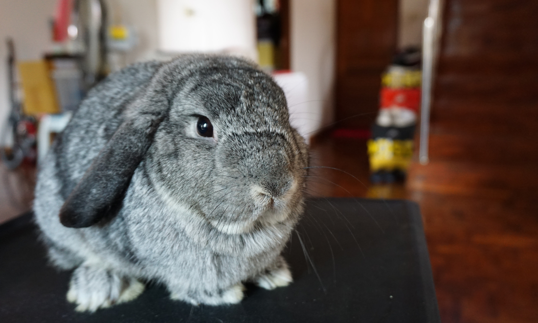 Pet rabbit, the Netherlands