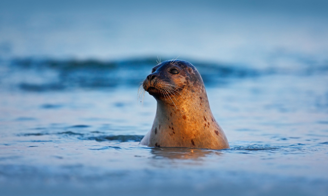 Dutch police rescue seal