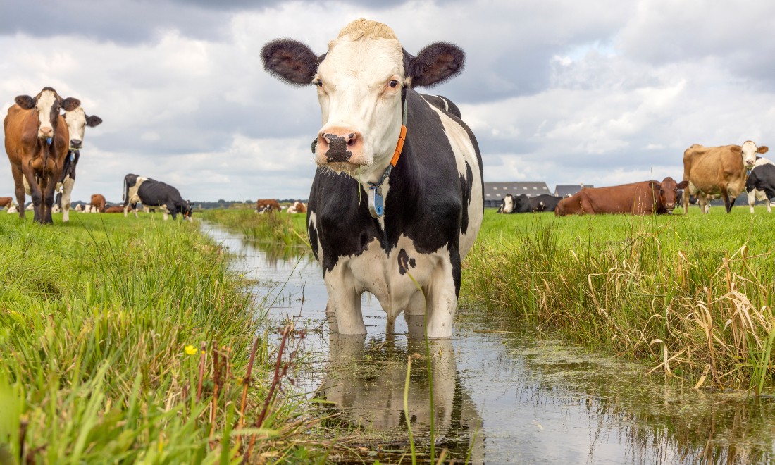 Cow standing in a water ditch on a farm in the Netherlands