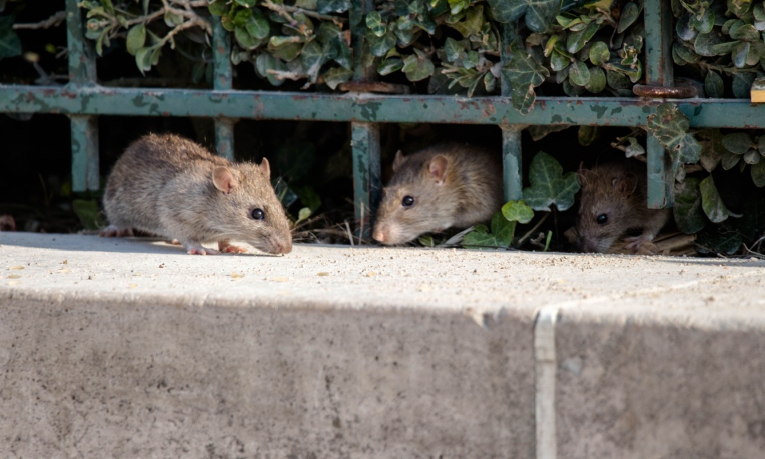 Rats in amsterdam