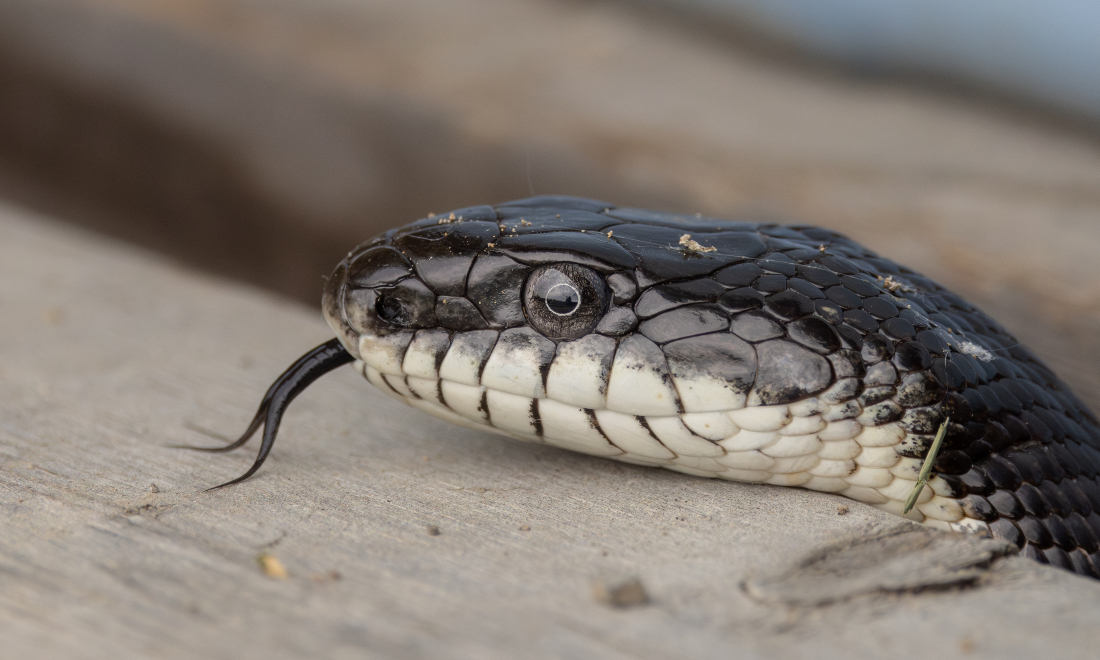 Grey rat snake