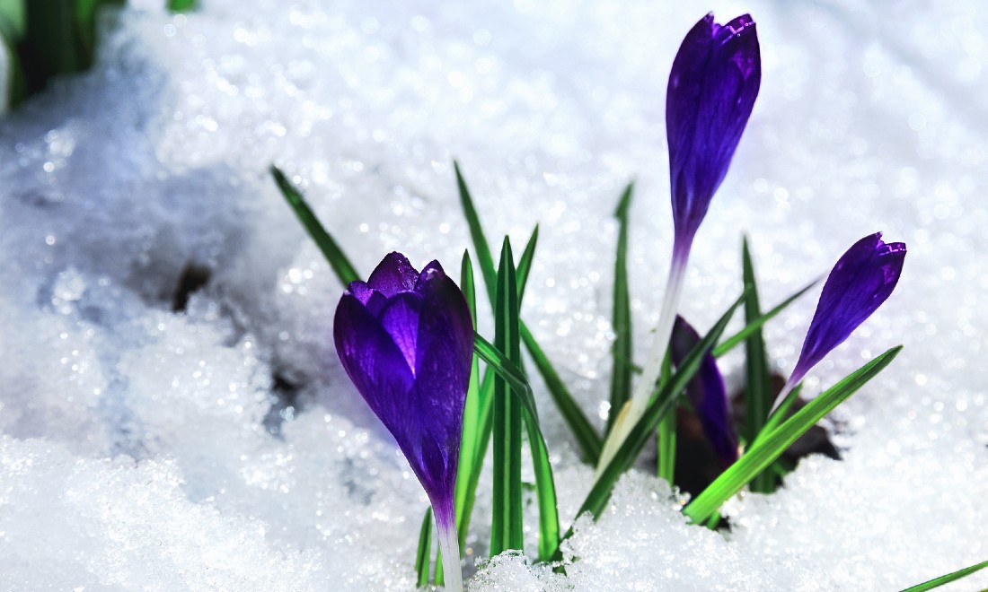 Spring snow weather the Netherlands April 1