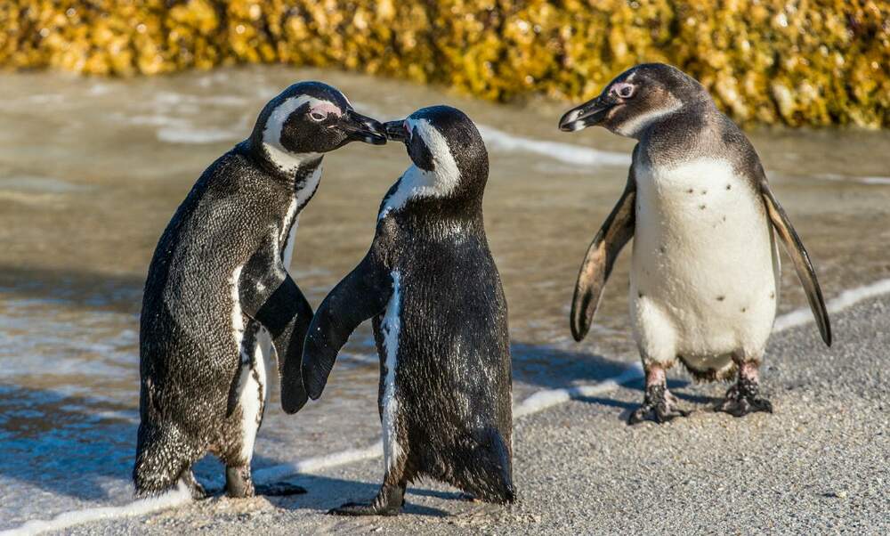 Gay penguin couple steal egg at Amersfoort zoo