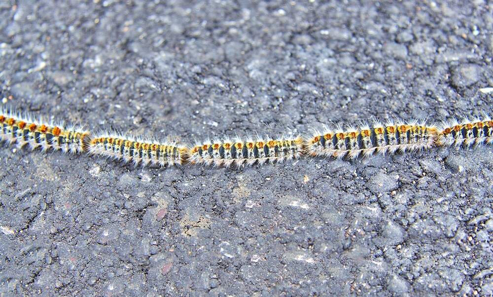 Poisonous caterpillar to strike earlier than usual this year