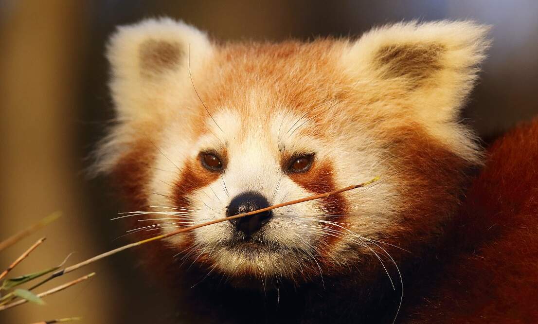 Video Dutch Zoo Welcomes Adorable Baby Red Panda