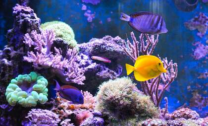 5 aquariums in the Netherlands you need to see