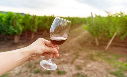 It’s wine time! Growing number of vineyards in the Netherlands