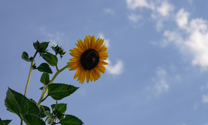 Dutchman grows tallest sunflower in the Netherlands at almost 8 metres