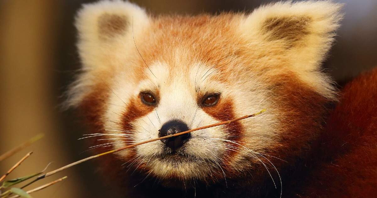 Video Dutch Zoo Welcomes Adorable Baby Red Panda