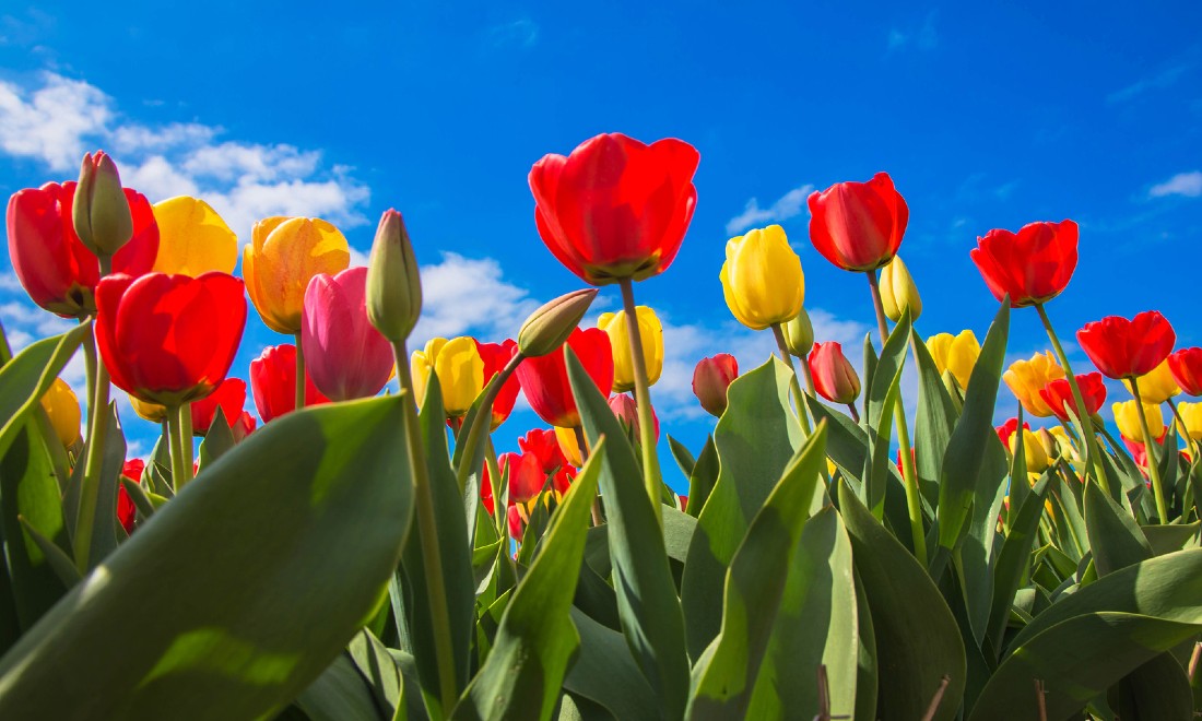 Sunniest start to spring ever in the Netherlands